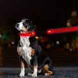 Service Dog LED Leash and Collar Combo Pack